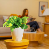 Lemon Top Pothos | medium
