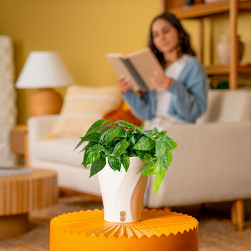 Pothos Mini Mint