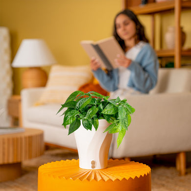mint pothos Pothos Mini Mint