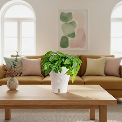 mint pothos Pothos Mini Mint