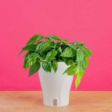 Pothos Mini Mint