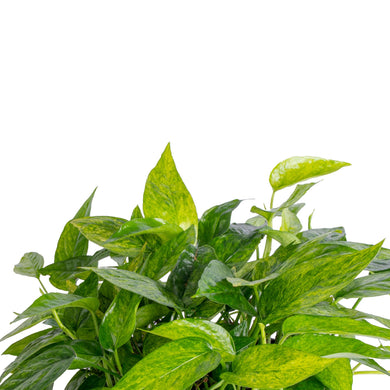 miniverse pothos Pothos Mini Mint