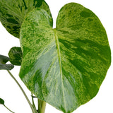 Monstera Bulbasaur | medium