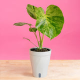 Monstera Bulbasaur | medium