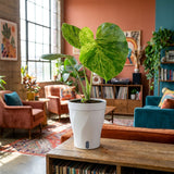 Monstera Bulbasaur | medium