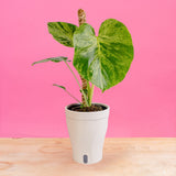 Monstera Bulbasaur | medium