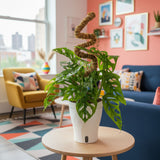 Little Swiss Monstera | medium