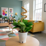 Monstera Peru | medium