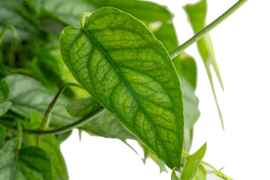 Monstera siltepecana | medium – Costa Farms