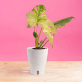 monstera plant in white pot Monstera White Monster