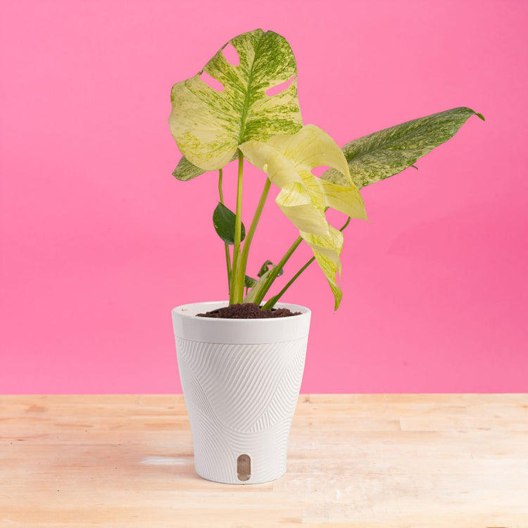 Monstera White Monster | medium – Costa Farms