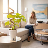 Monstera Golden Compact | medium