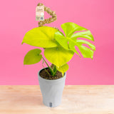 Monstera Golden Compact | medium