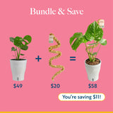 Monstera Burle Marx Flame | medium