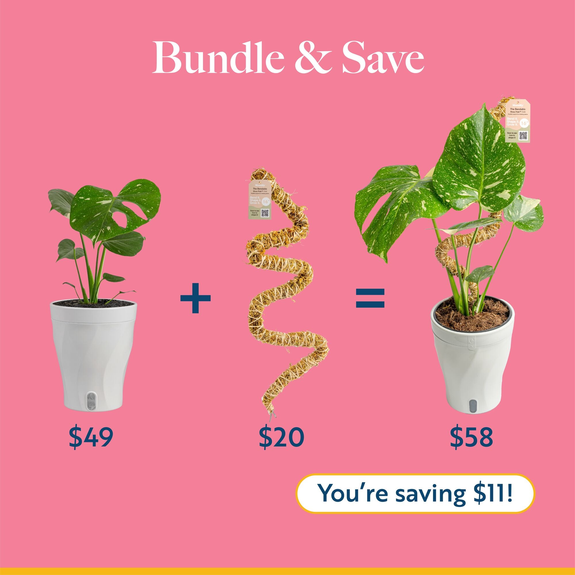 Monstera Burle Marx Flame | medium
