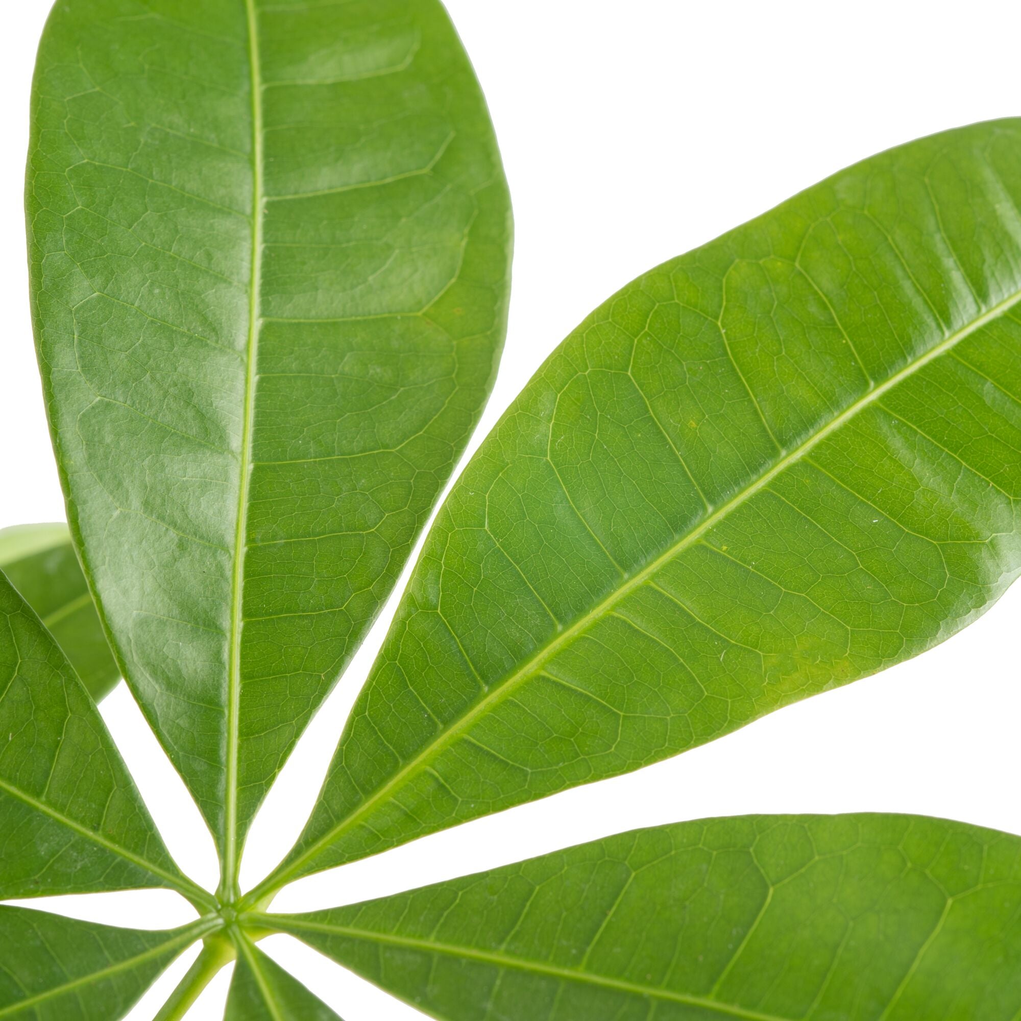 A closeup image of the money tree plant.