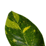 Philodendron Green Congo Variegated | medium