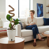 White Knight Philodendron | medium