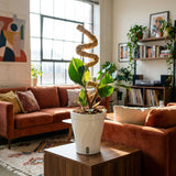 White Knight Philodendron | medium