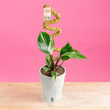 White Knight Philodendron | medium