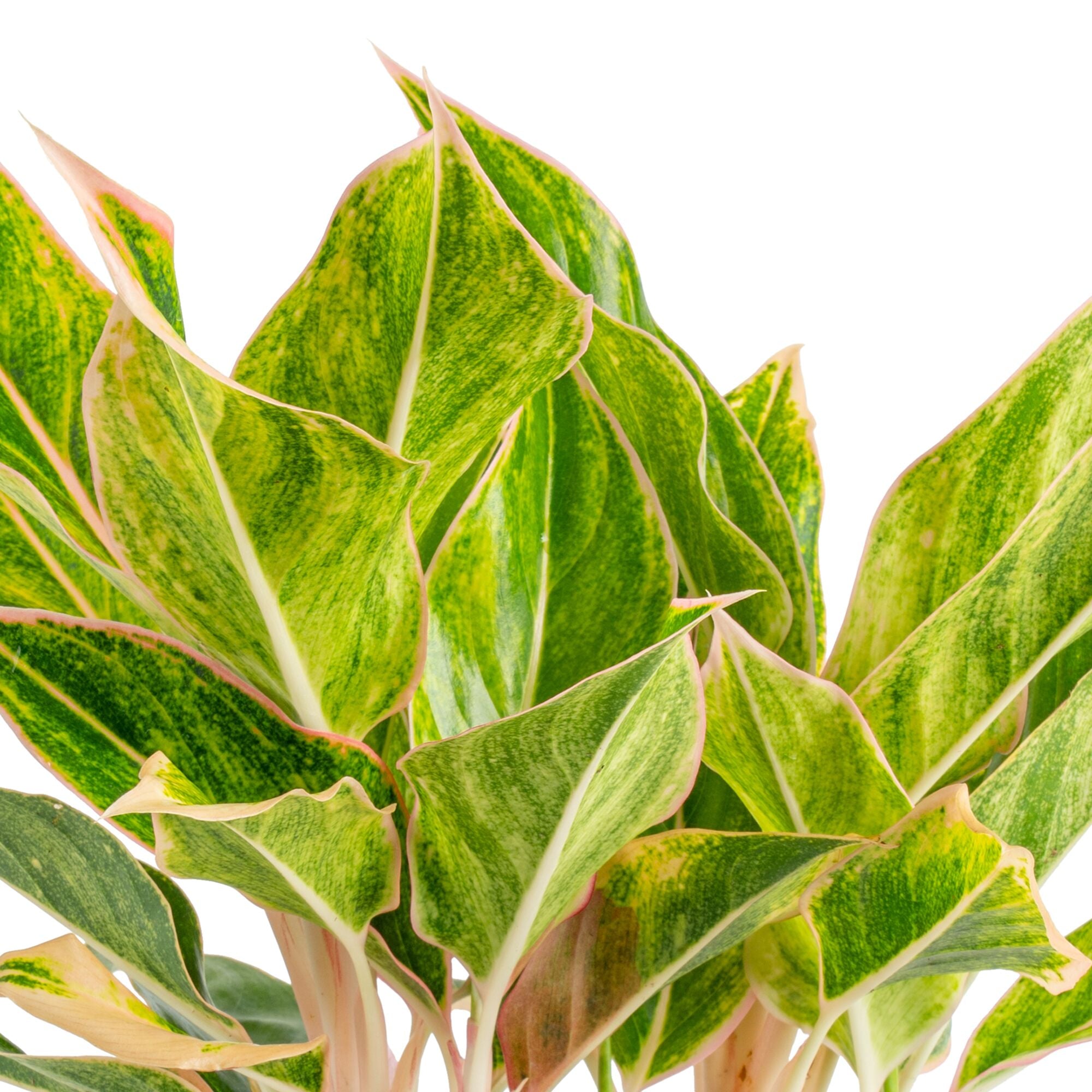 Pink Siam Aglaonema | medium