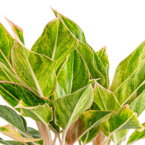 Pink Siam Aglaonema | medium