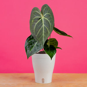 anthurium hybrid in water Anthurium magnificum Hybrid