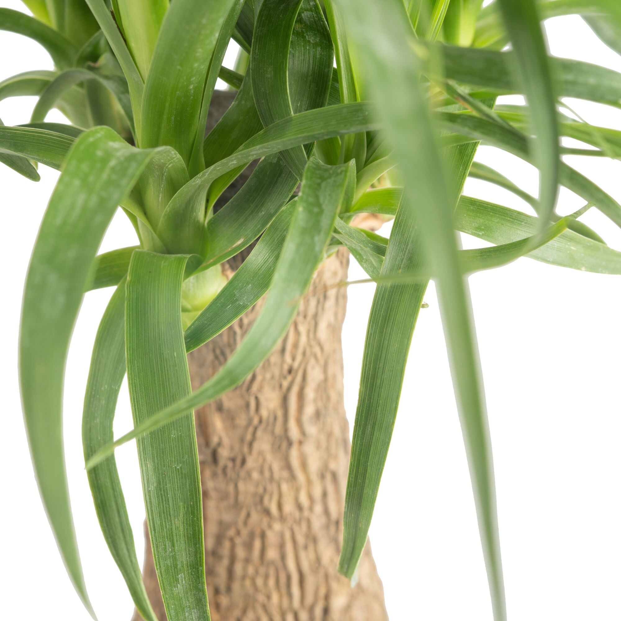 costa farms ponytail palm Ponytail Palm