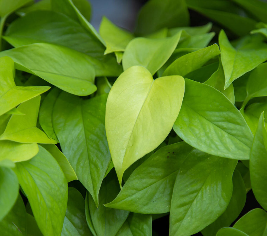 A Neon Pothos plant closeup of the bright neon green foliage.