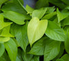 A Neon Pothos plant closeup of the bright neon green foliage.