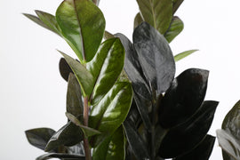 raven zz money tree Raven ZZ Zamioculcas 'Dowon' – Costa Farms