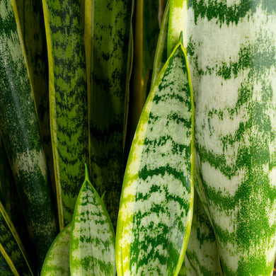 sansevieria snakeskin Snake Plant – Costa Farms