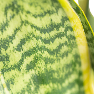 A close-up image of the sansevieria leaf. 