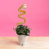 Scindapsus Black Mamba | medium