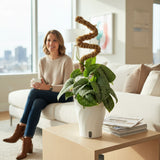 Scindapsus Mount Salak | medium