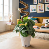 Scindapsus Mount Salak | medium