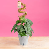 Scindapsus Mount Salak | medium