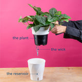 Alocasia Silver Dragon | medium