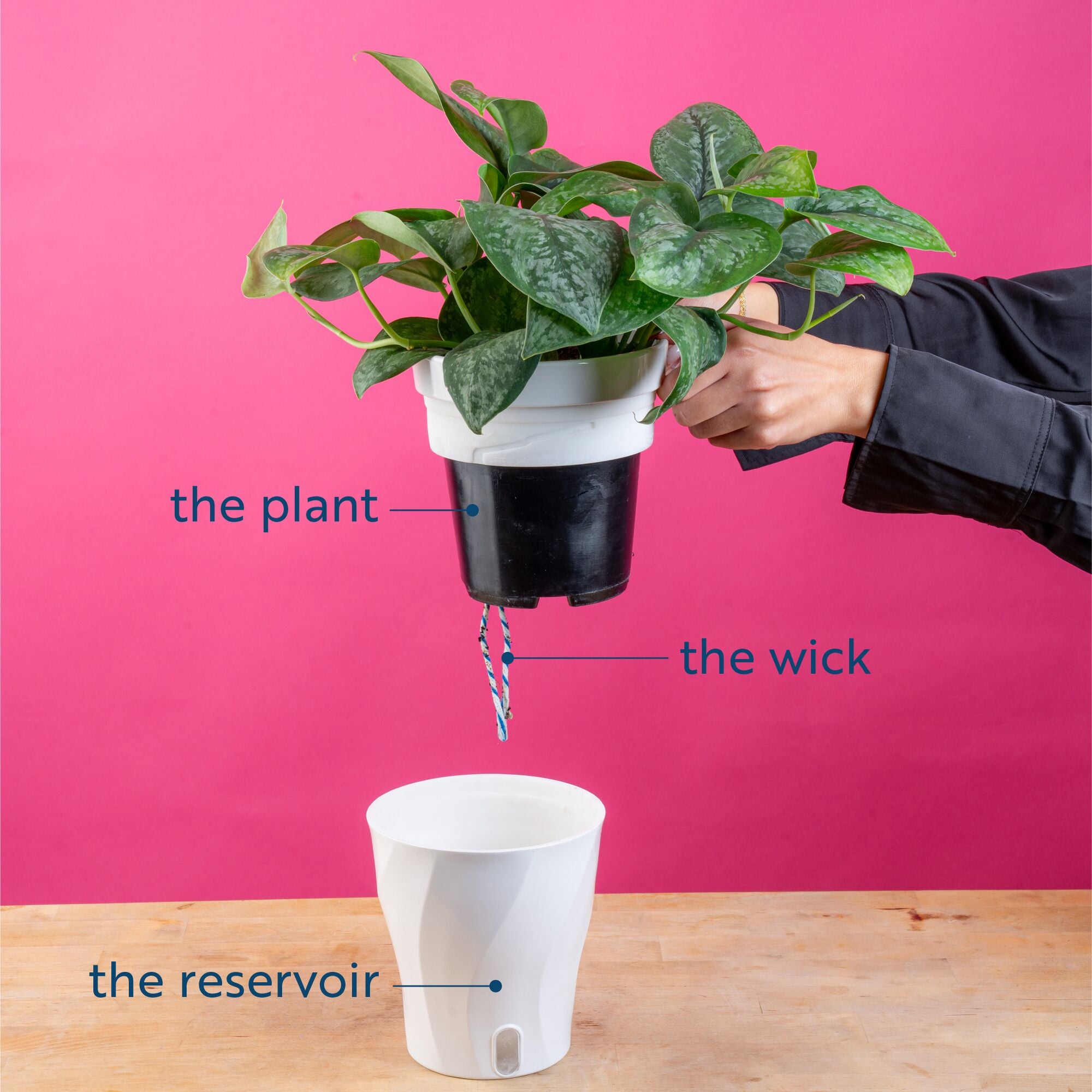 Alocasia Silver Dragon | medium