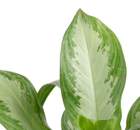 Silver Bay Aglaonema | large