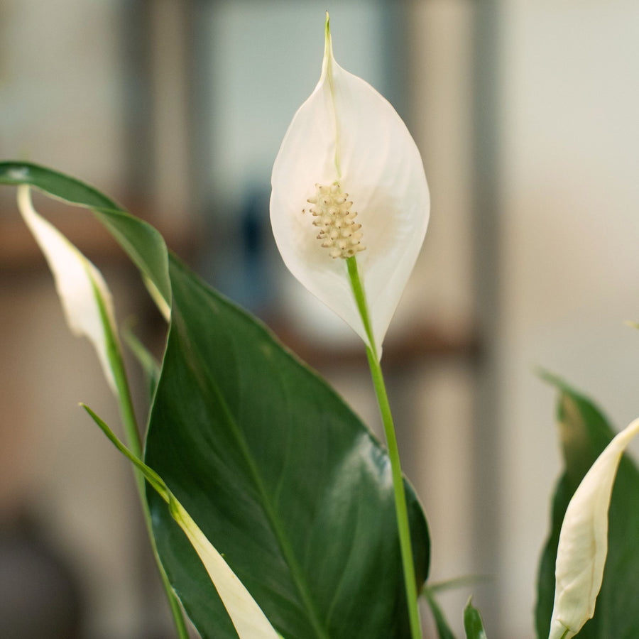 Sweet Pablo Peace Lily | large