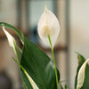 Sweet Pablo Peace Lily | large