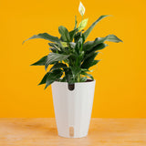 Peace Lily | medium