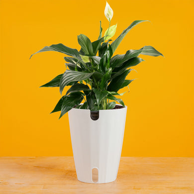 white pot for plant Peace Lily