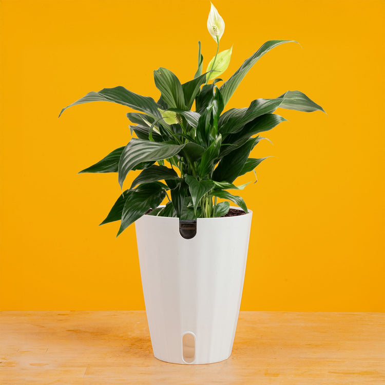 peace lily humidity level Peace Lily