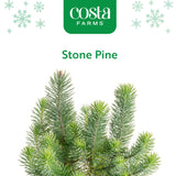 Stone Pine | small