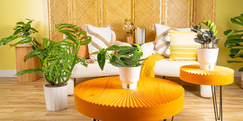 Trending Tropicals