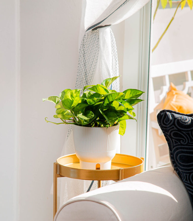 Global Green Pothos | medium