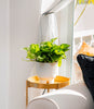Global Green Pothos | medium