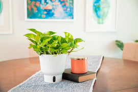 Global Green Pothos | medium